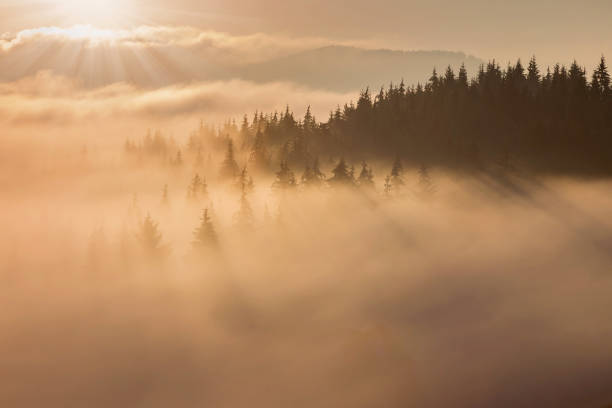 Beautiful mountain foggy sunrise at the forest edge