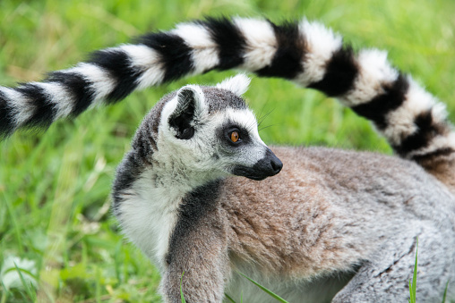 Long Tail Of Ring Tailed Lemur Stock Photo - Download Image Now - Animal,  Animal Body Part, Animal Eye - iStock