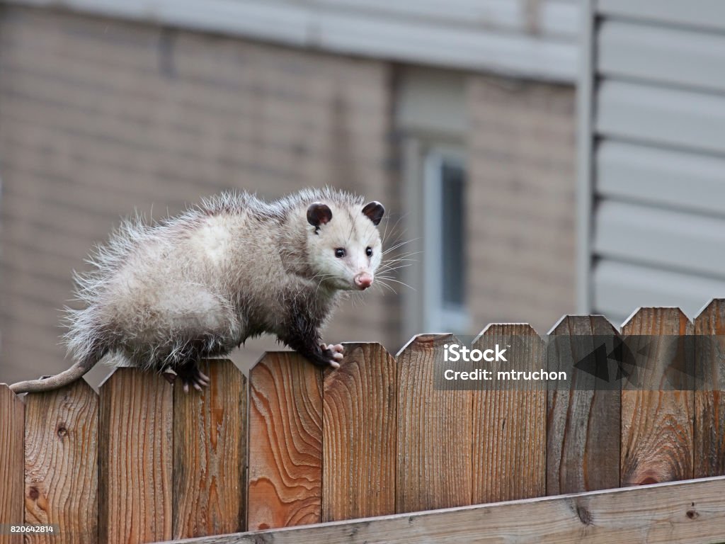 Opossum Walks Across a Fence With precison balance, a opossum uses it sharp claws and spiny tail to navigate the top of a picket fence. Opossum Stock Photo