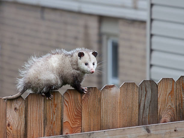 Opossum Walks Across a Fence With precison balance, a opossum uses it sharp claws and spiny tail to navigate the top of a picket fence. marsupial photos stock pictures, royalty-free photos & images