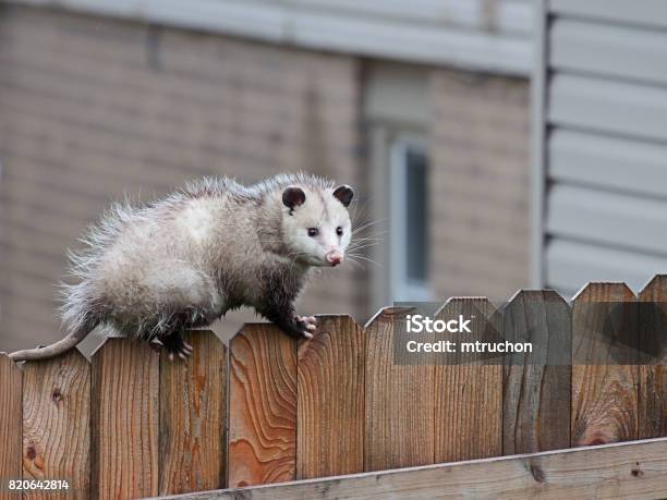 Opossum Walks Across A Fence Stock Photo - Download Image Now - Opossum, Virginia Opossum, Marsupial