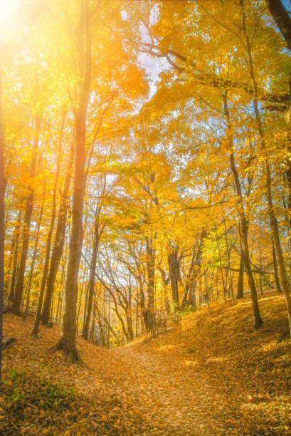 istock Fall Leaves at Pewits Nest, Baraboo, Wisconsin, USA 820643130