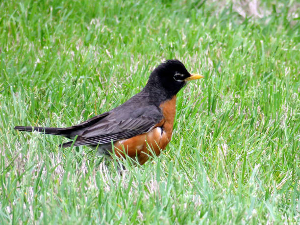 istock Cambridge Maryland American Robin May 2016 820649100