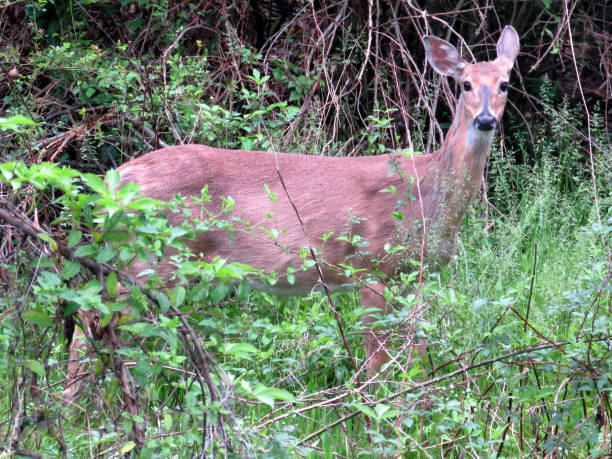 istock Cambridge Maryland deer 2016 820649314