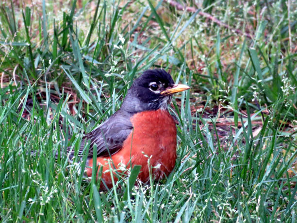 istock Cambridge Maryland the American Robin 2016 820653904