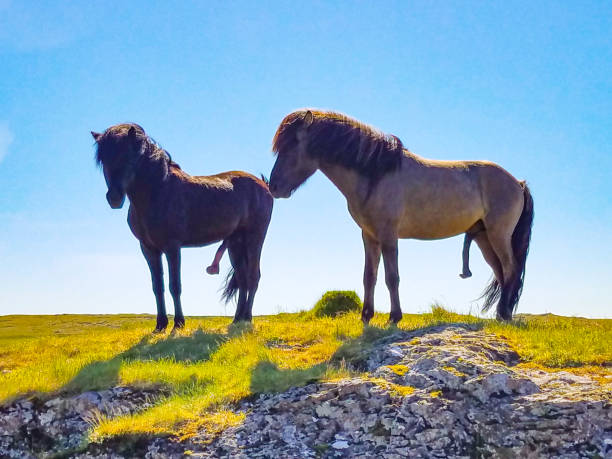 Two mail horse with large penises standing stock photo