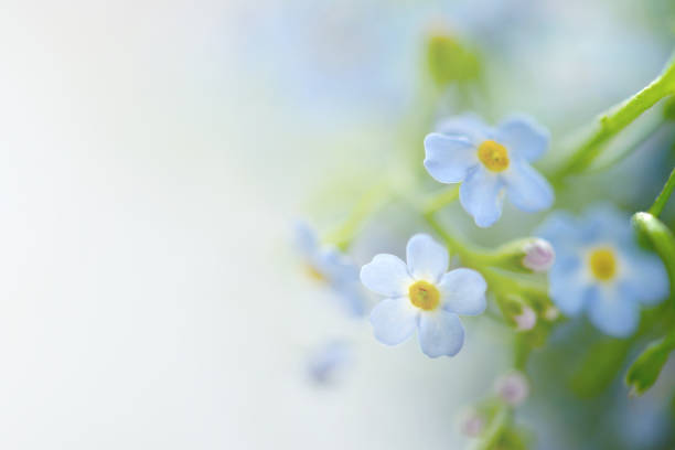 forget-me-not macro - campanula white flower single flower imagens e fotografias de stock