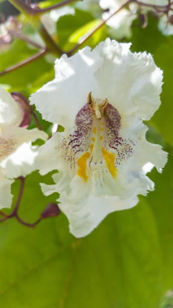 kwiaty catalpa bignonioides drzewo - fasola indyjska - catalpa zdjęcia i obrazy z banku zdjęć