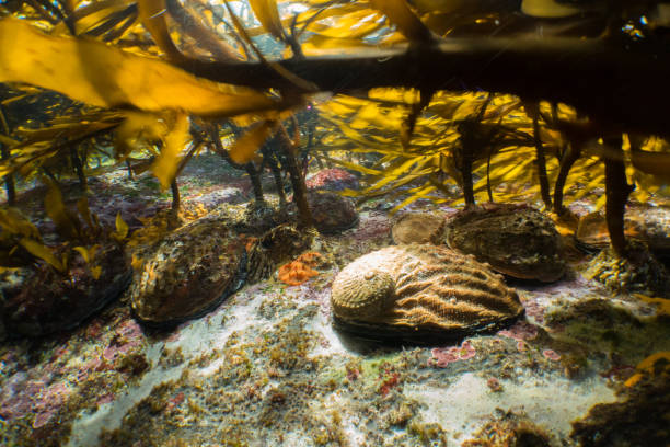 abalone em floresta de algas - sea snail - fotografias e filmes do acervo