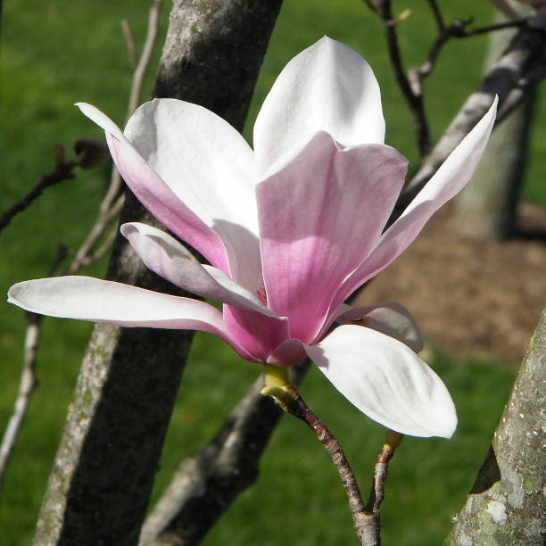 istock Tysons Corner Magnolia flower 2010 820659376
