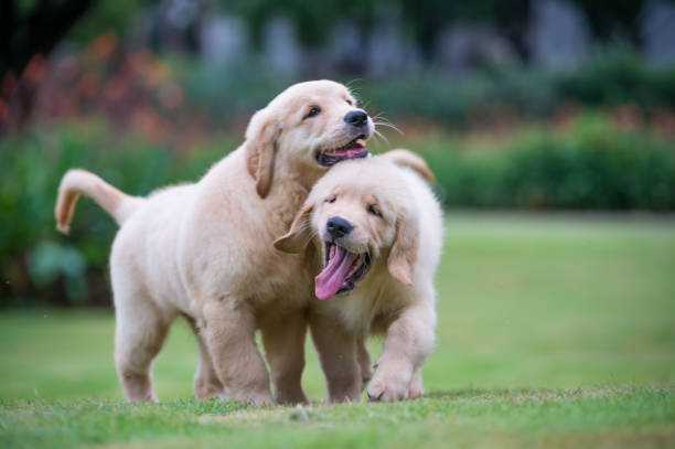 istock Golden retriever puppy On the grass 820660124