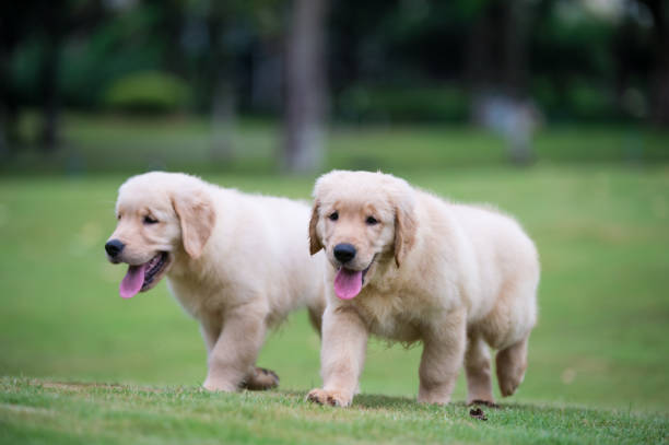 istock Golden Retriever puppies on the grass 820660188
