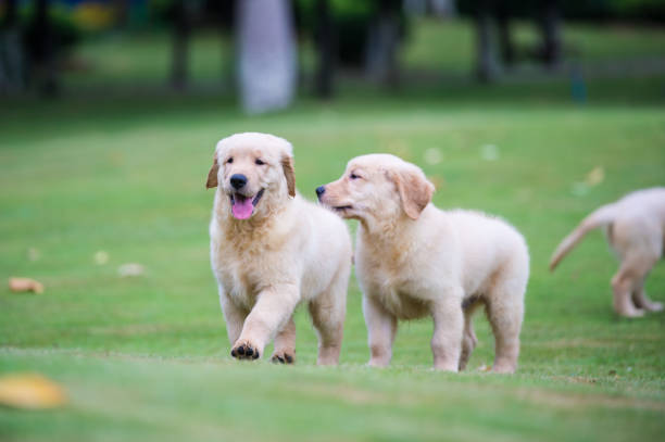 istock Golden Retriever puppies on the grass 820660208