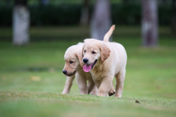 istock Golden Retriever puppies on the grass 820660218