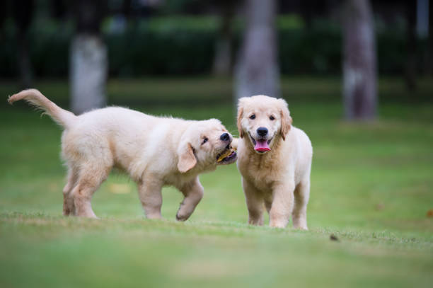 istock Golden Retriever puppies on the grass 820660240