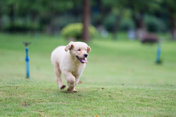istock Golden Retriever puppies on the grass 820660302