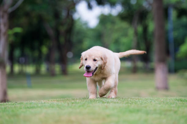 istock Golden Retriever puppies on the grass 820660332