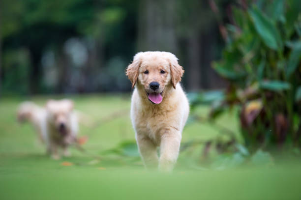istock Golden Retriever puppies on the grass 820660382