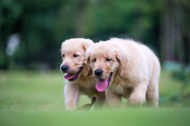 istock Golden Retriever puppies on the grass 820660410