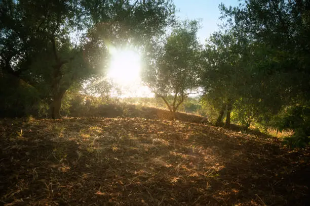 Olive trees at dawn in Sicily. Italy