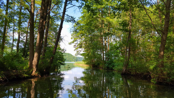 istock landscape - from stream into lake trough a forest and high trees 820661950