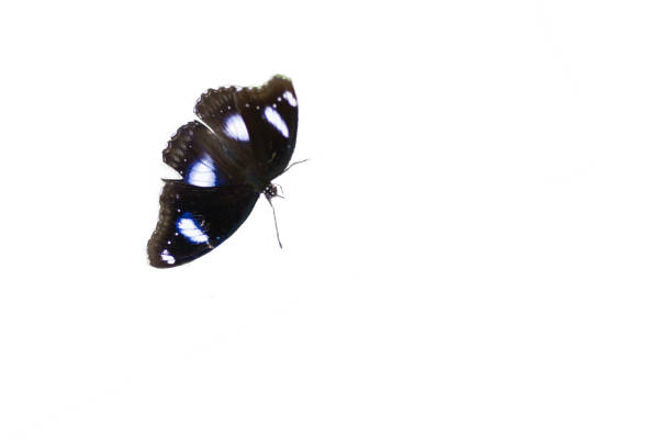 istock Great Eggfly Butterflies are sucking nectar from pollen 820662184