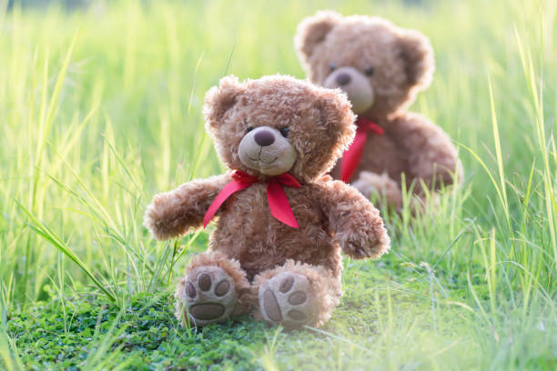 istock Teddy bear couple sitting on the meadow with The evening sun. 820662194