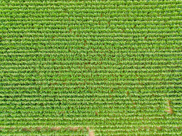 istock View from the sky of a corn field culture 820668080