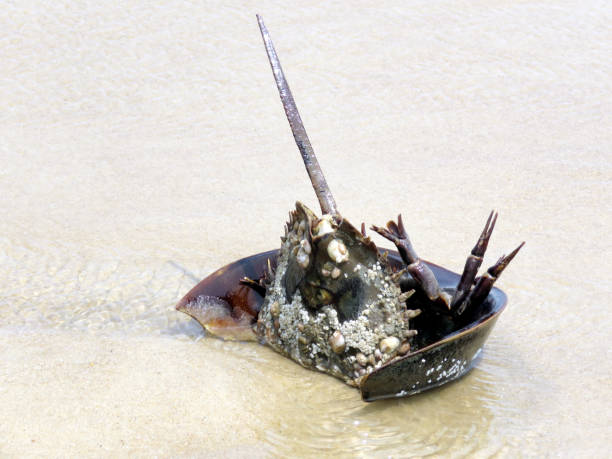 istock South Bethany beach the Horseshoe crab 2016 820670334