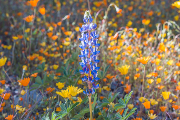 istock Focus Lupine wildflowers. 820672726