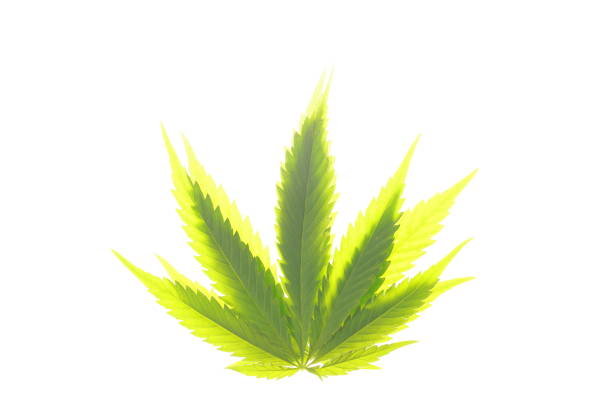 istock Cannabis leaf green leaves marijuana 820672970