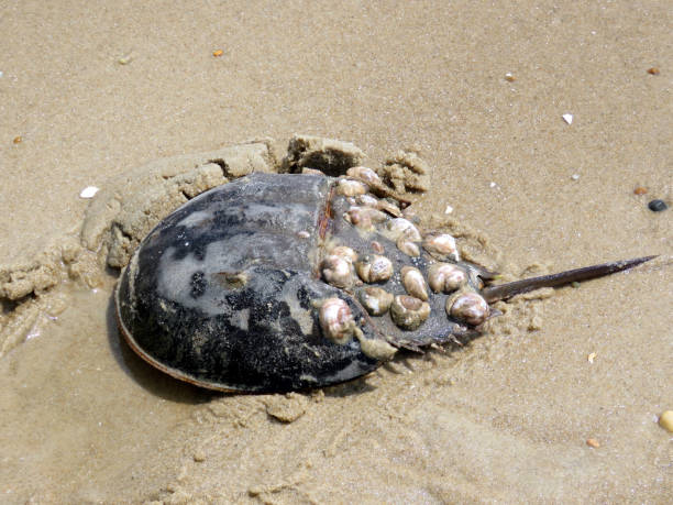 istock South Bethany Horseshoe crab on a sand 2016 820673254
