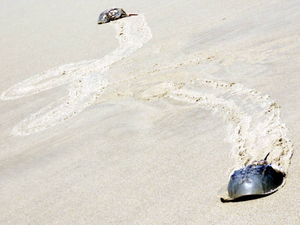istock South Bethany Horseshoe crabs 2016 820673290