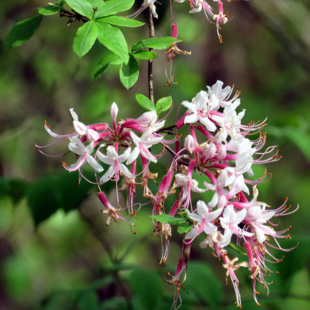 istock South Bethany Pinxterbloom Azalea flower 2016 820673690