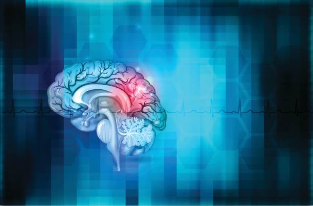 Brain background Human brain abstract blue background, beautiful colorful illustration detailed anatomy stroke illness illustrations stock illustrations