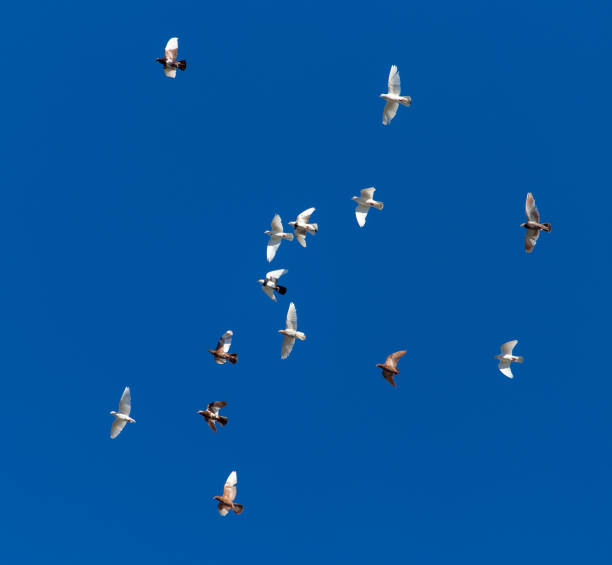 istock A flock of pigeons on a blue sky 820681218