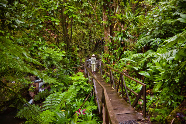 woman walking down jacko steps to layou river, dominica. - dominika - stock snímky, obrázky a fotky