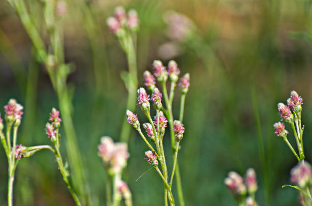 istock Pink flowers in the forest on a sunny summer day 820690346