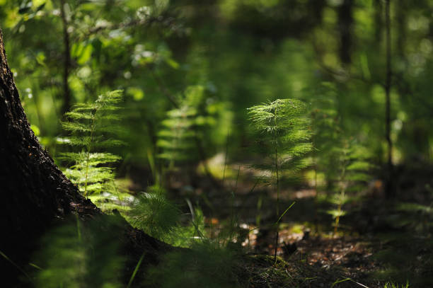 Bosque misterioso - foto de stock