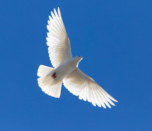 istock White dove in flight against a blue sky 820699044