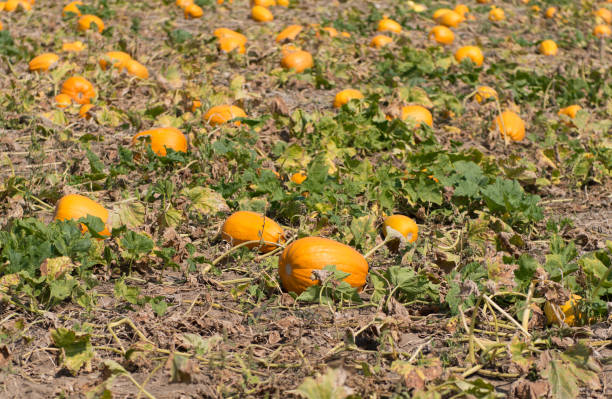istock pumpkin growing on the farm 820699104
