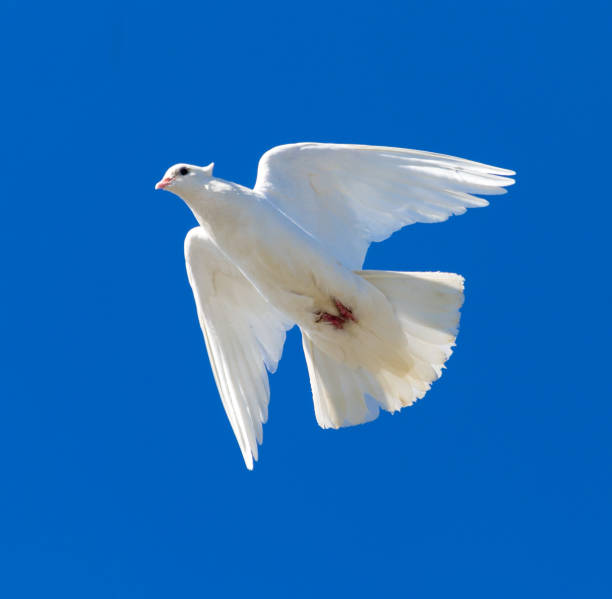 istock White dove in flight against a blue sky 820699450