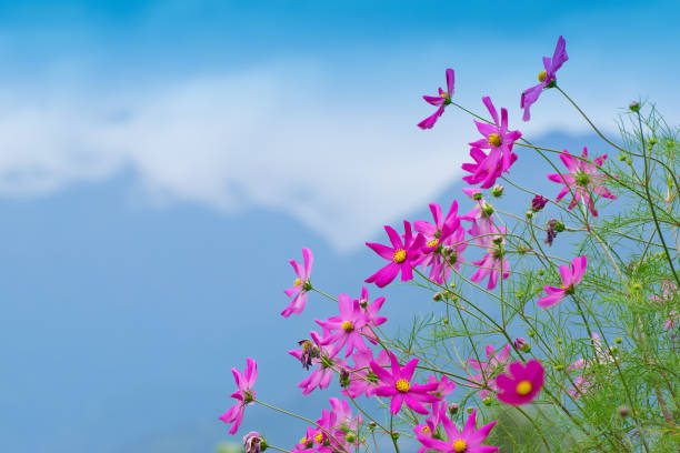 Photo of Wild flower at Borong Village in Borong, Sikkim , India.