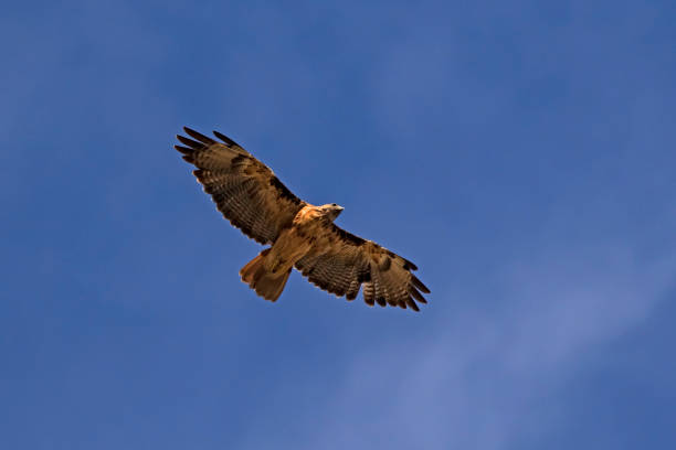istock Hawk bird of prey soaring high above the ground 820707144