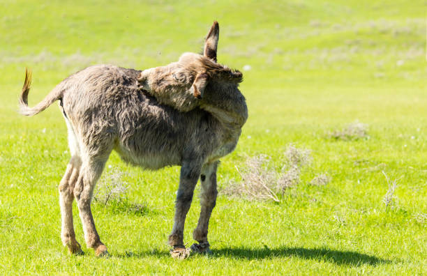 istock A donkey grazes pasture in a field with grass 820709334