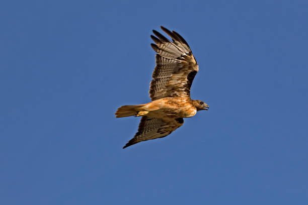 istock Hawk bird of prey high above 820713164