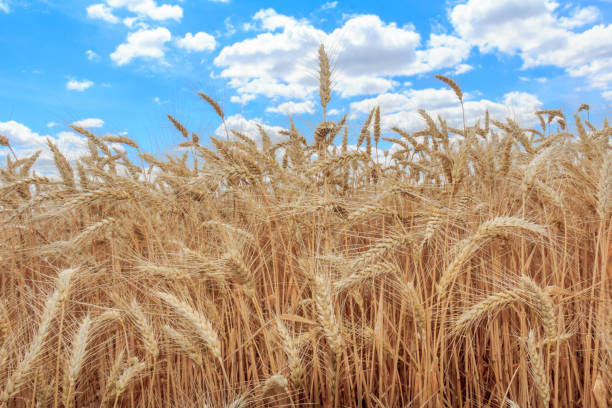 istock Gold wheat field and blue sky 820713286