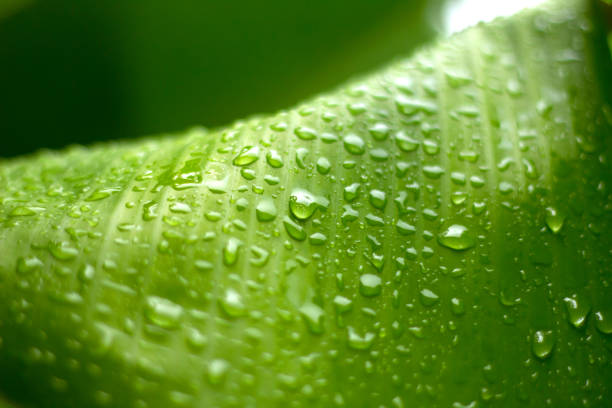 istock Banana leaves with water drops 820714902