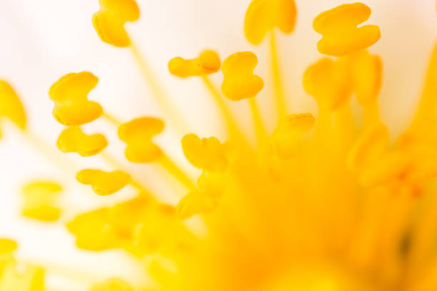 Yellow pollen on a flower in nature. macro