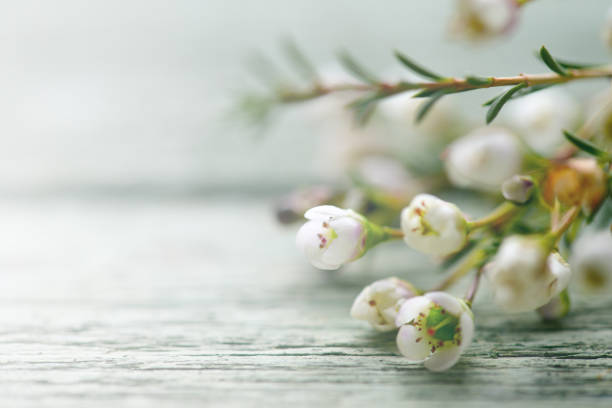 hermosas flores de brezo sobre fondo de madera - wood single flower flower bouquet fotografías e imágenes de stock